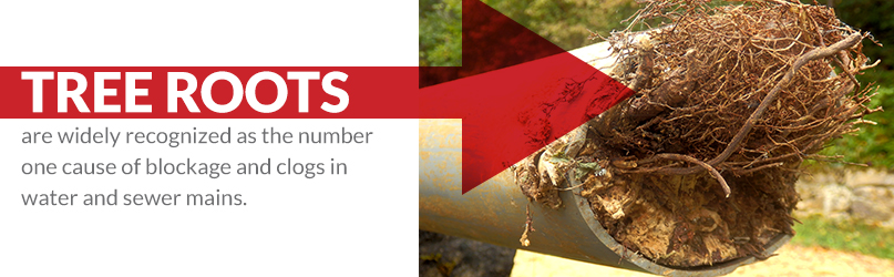 What Do I Do If Roots Are Clogging My Sewer Drains?
